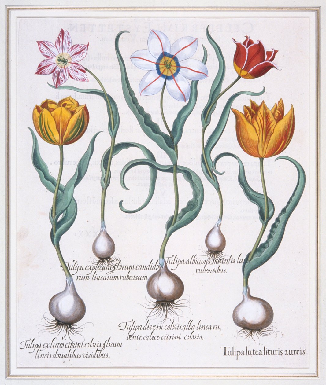 Tulipa Lutea Lituris Aureis, Tulipe jaune cassée de type sylvestris - Basil Besler