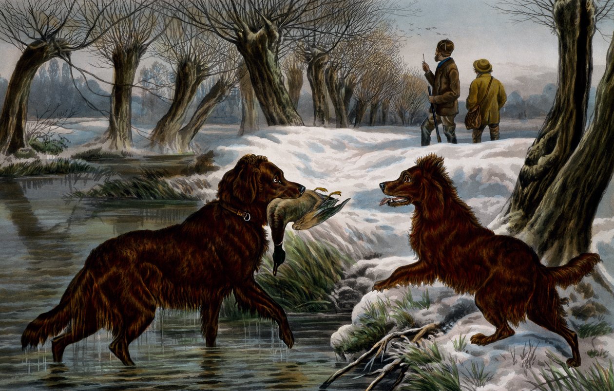 Chasse au canard sauvage - Basil Bradley