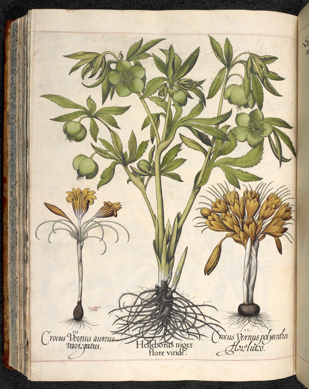 Helleborus niger, Crocus vernus, de Hortus Eystettensis, par Basilius Besler - Basilius Besler