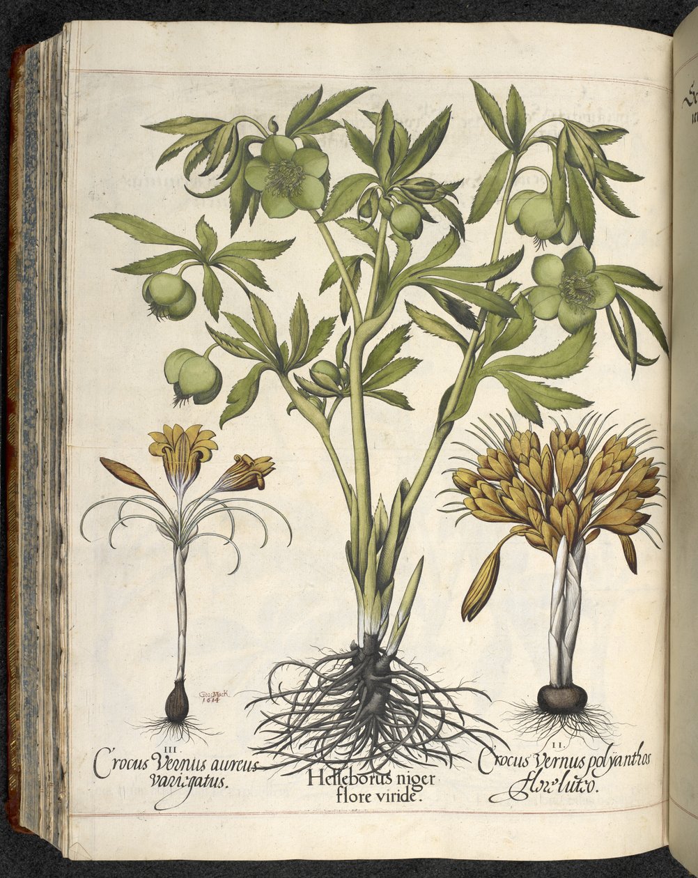 Helleborus niger, illustration de 