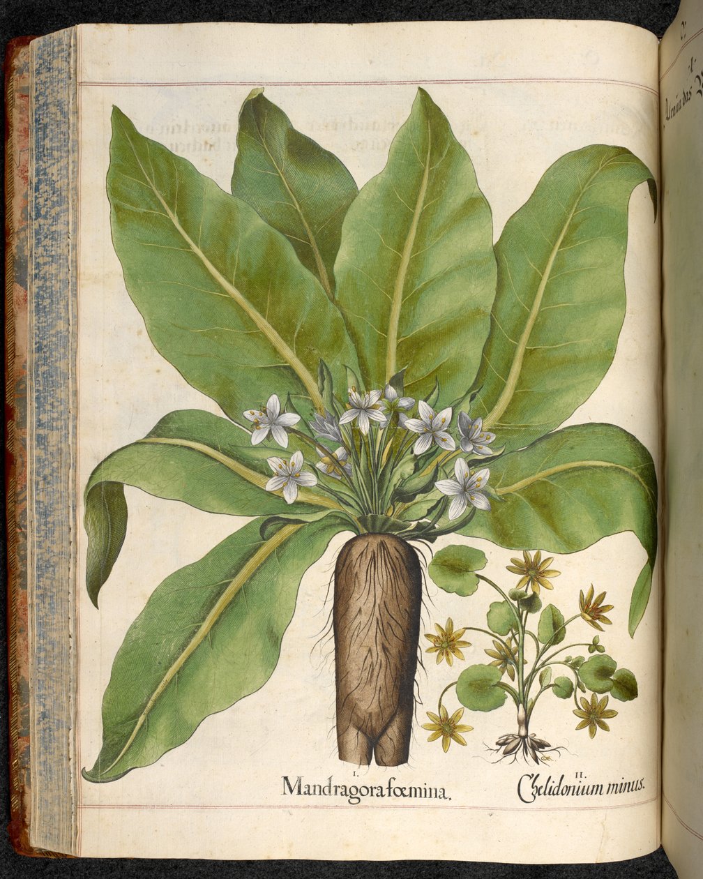 Planche 29 : Mandragora foemina (Mandragore), de Hortus Eystettensis, par Basilius Besler - Basilius Besler