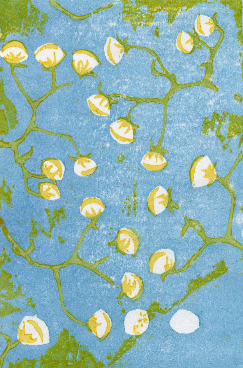 Têtes de graines duveteuses, 2012 - Bella Larsson