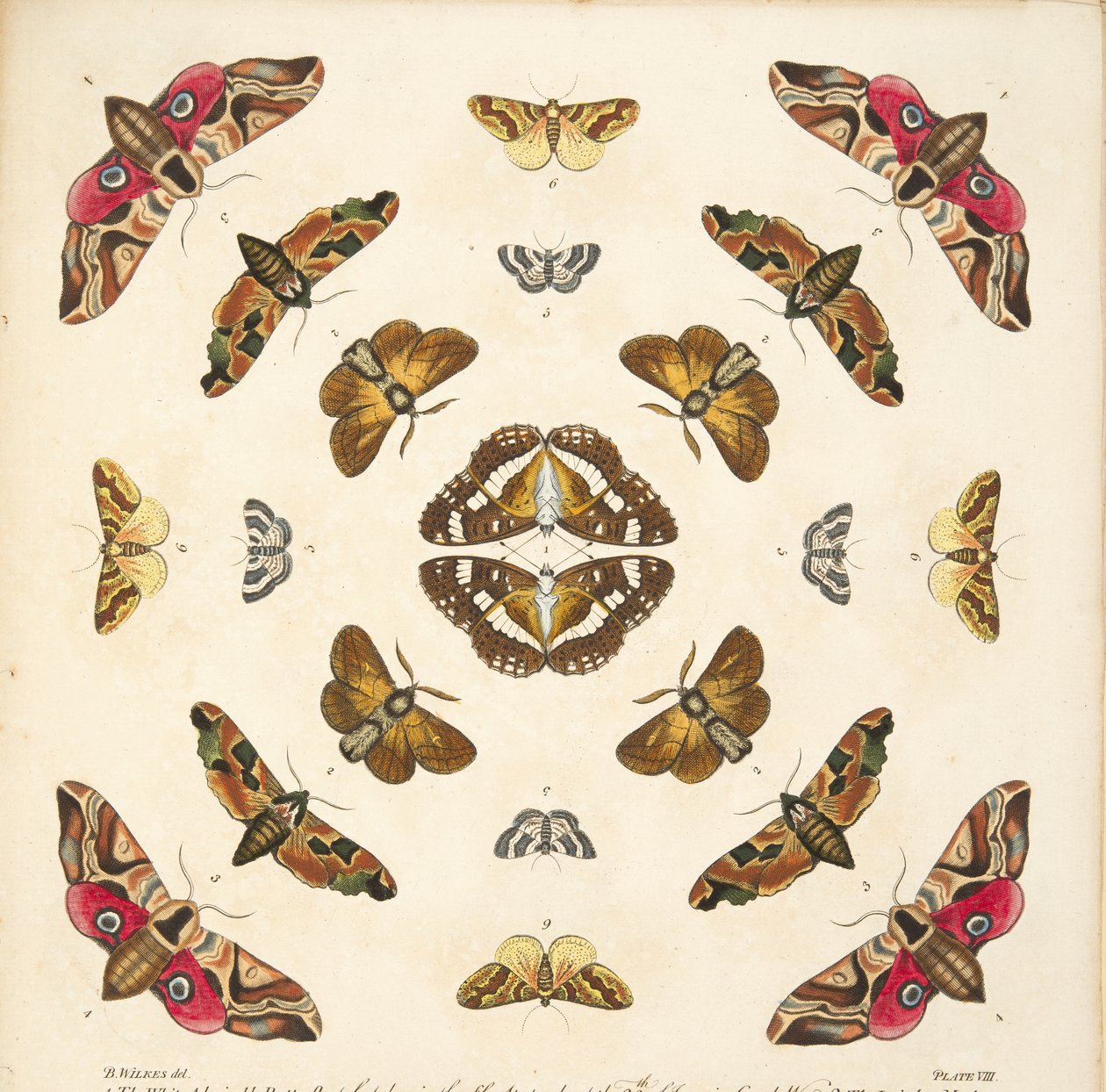 Détail (Planche VIII), de A Rare Depiction of Butterflies and Moths, pub. 1764 - Benjamin Wilkes
