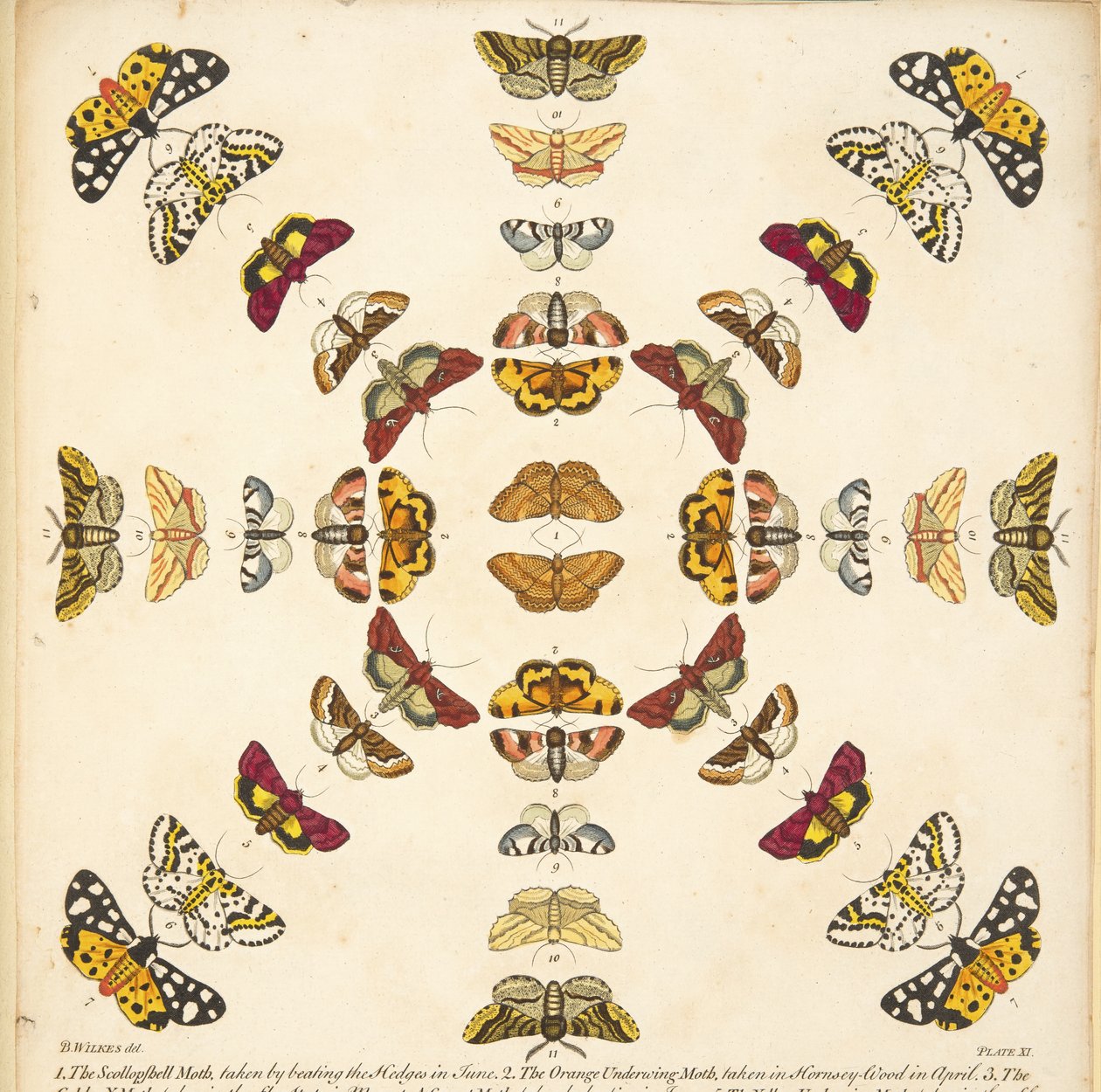 Détail de la Planche XI, de Une rare représentation de papillons et de mites, pub. 1764 - Benjamin Wilkes