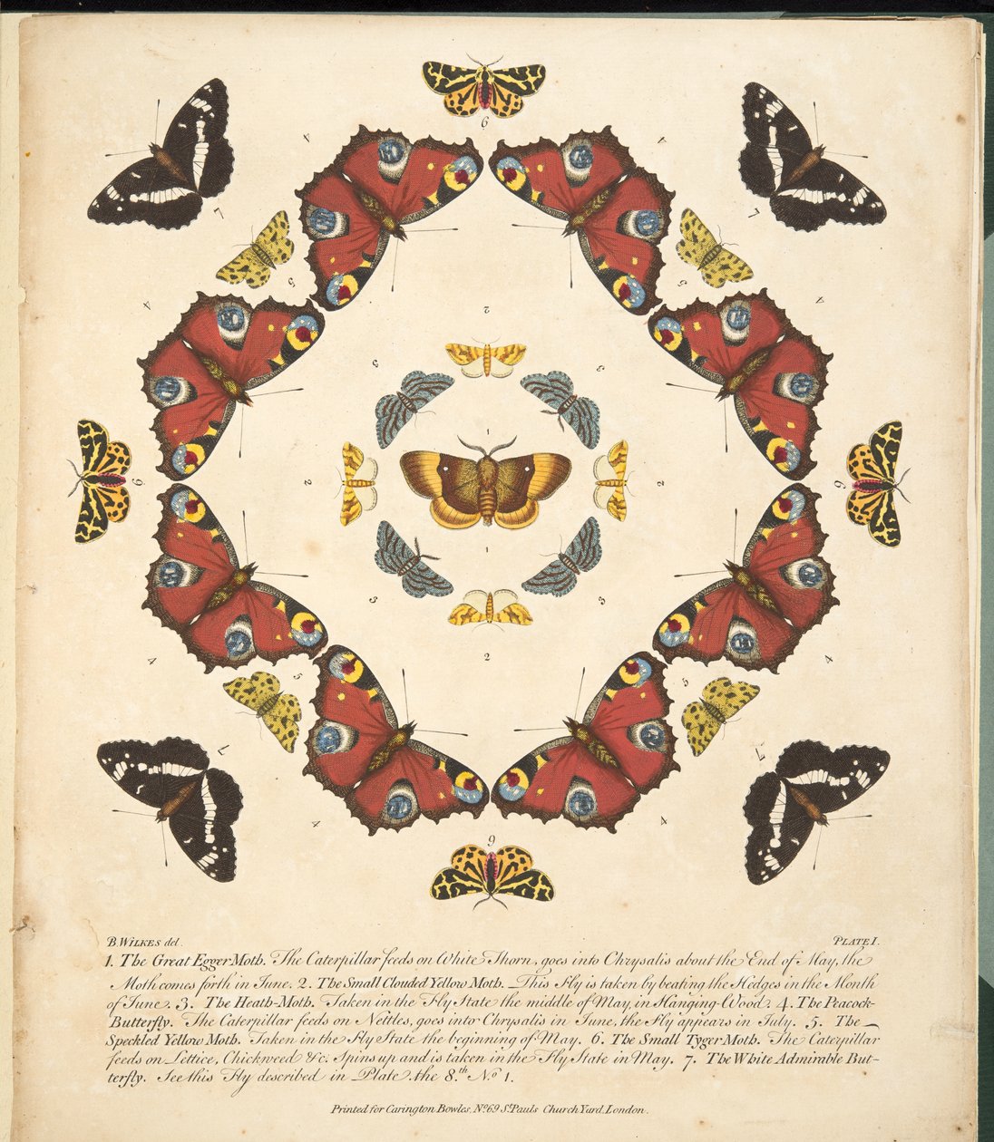 Planche 1, de A Rare Depiction of Butterflies and Moths, pub. 1764 - Benjamin Wilkes