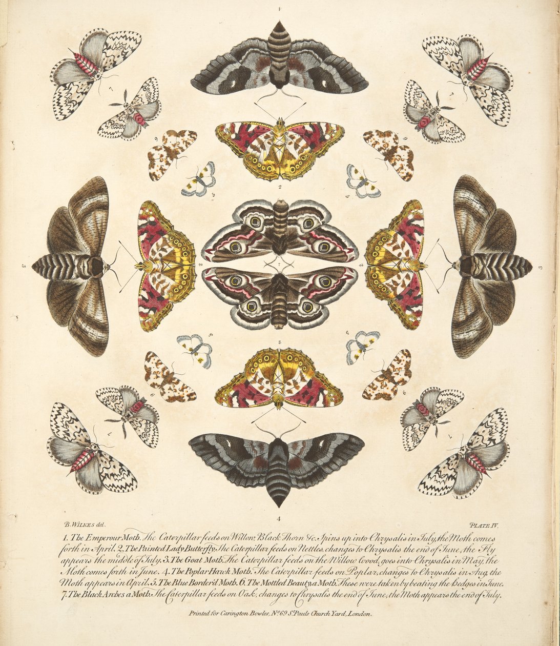 Planche IV, de A Rare Depiction of Butterflies and Moths, pub. 1764 - Benjamin Wilkes
