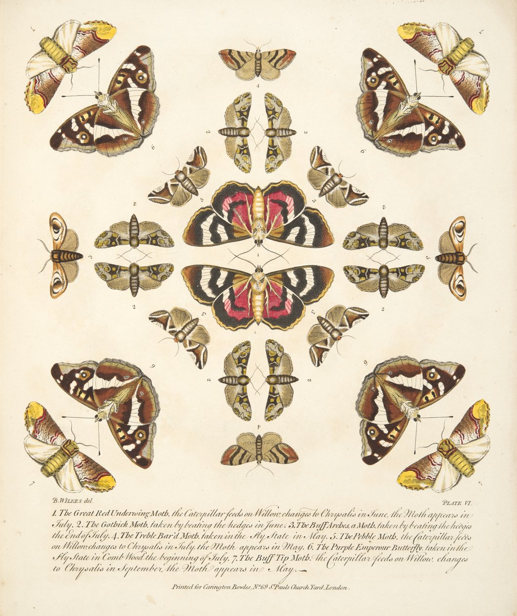 Planche VI, de A Rare Depiction of Butterflies and Moths, pub. 1764 - Benjamin Wilkes