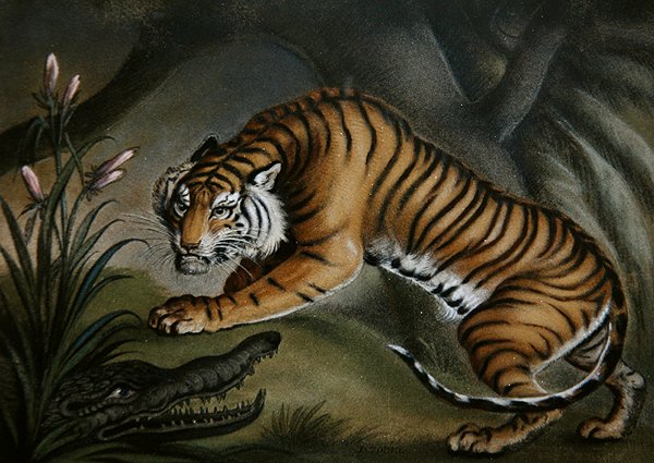 Tigre et crocodile - Benjamin Zobel