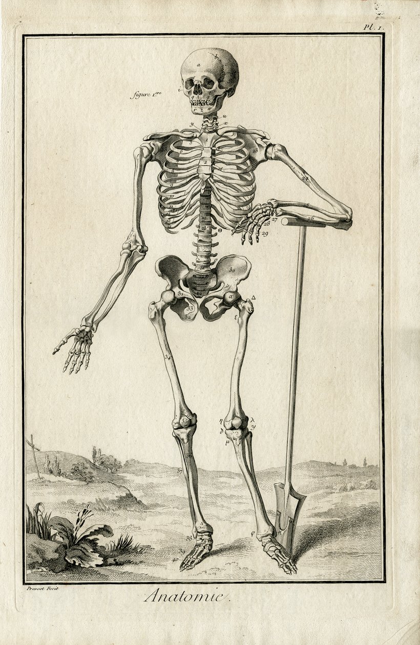 Anatomie - étude anatomique d