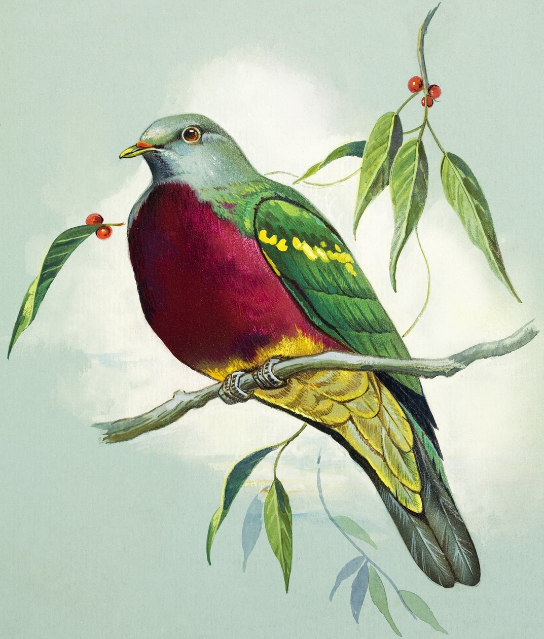 Magnificent Fruit Pigeon (gouache on paper) - Bert Illoss
