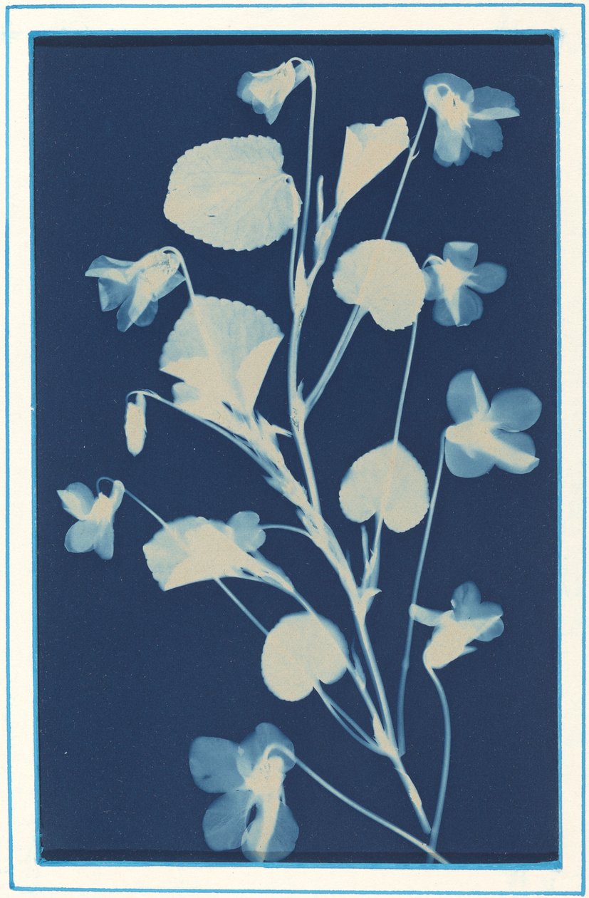Sans titre - Bertha Evelyn Jaques