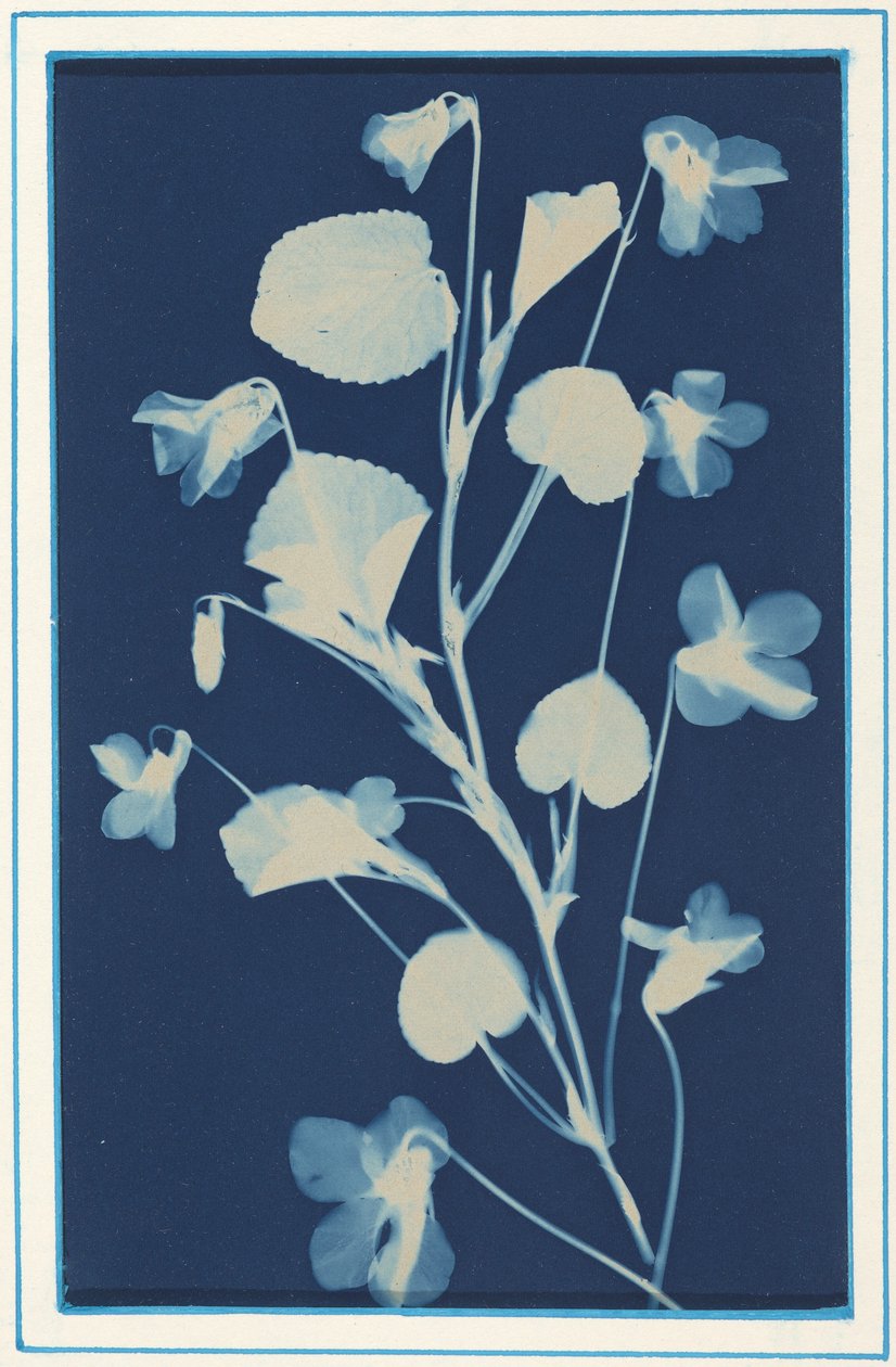 Sans titre,c. 1900 (photo) - Bertha Jaques