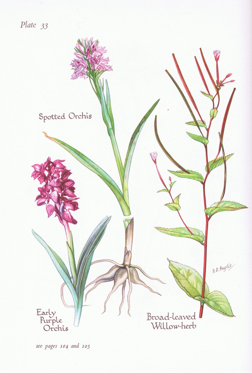 Orchis mâle, Orchis tacheté, Épilobe à feuilles larges, 1951 - Bessie D. Inglis