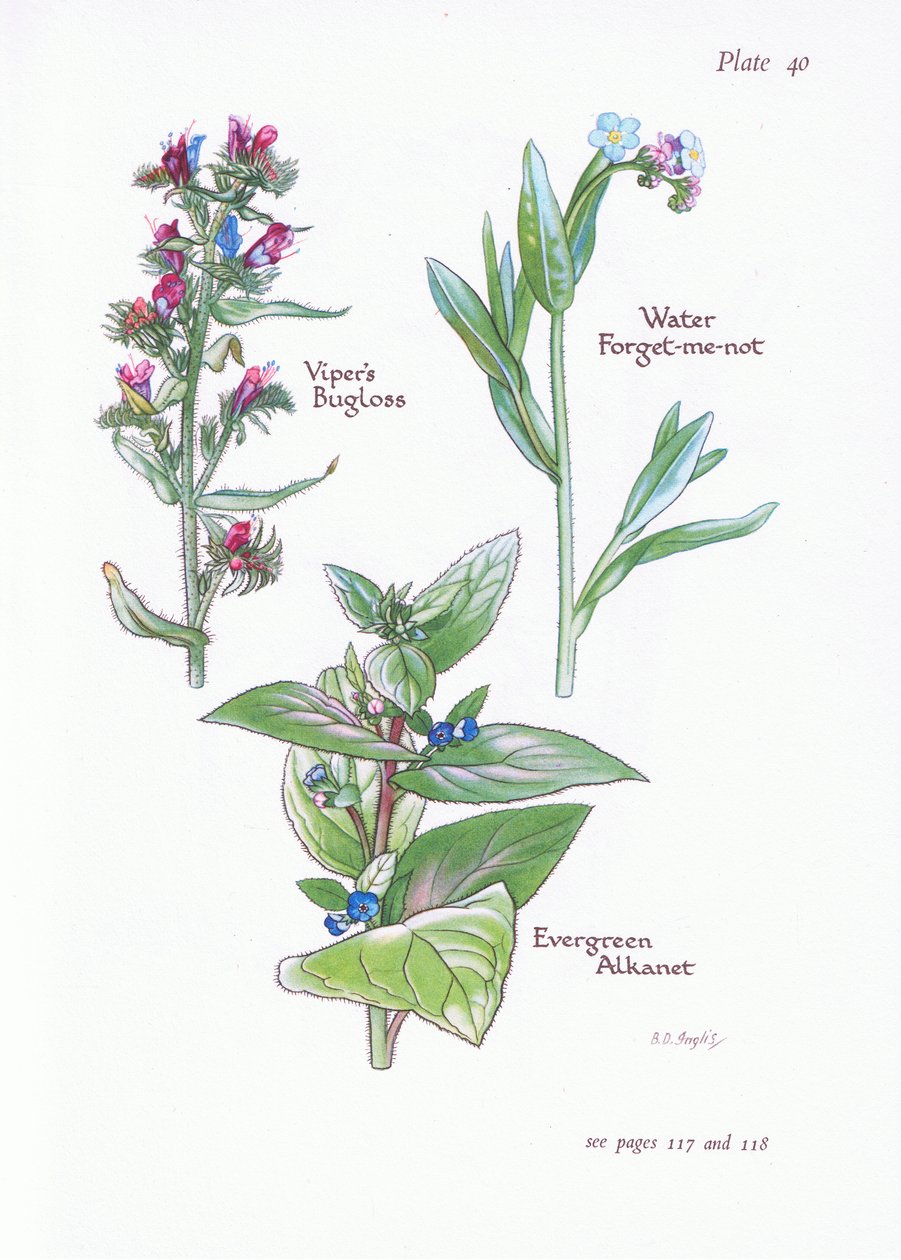 Buglosse toujours verte, Buglosse, Myosotis des marais, 1951 - Bessie D. Inglis