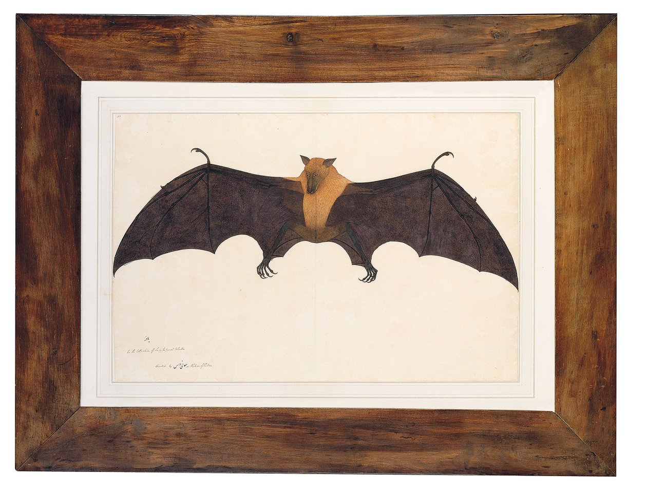 Grande chauve-souris fruitière indienne - Bhawani Das