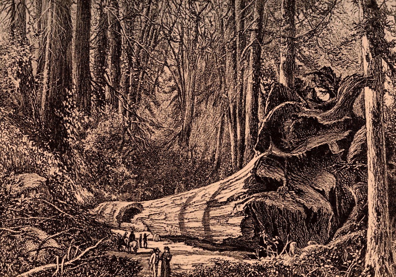 Arbre mammouth 