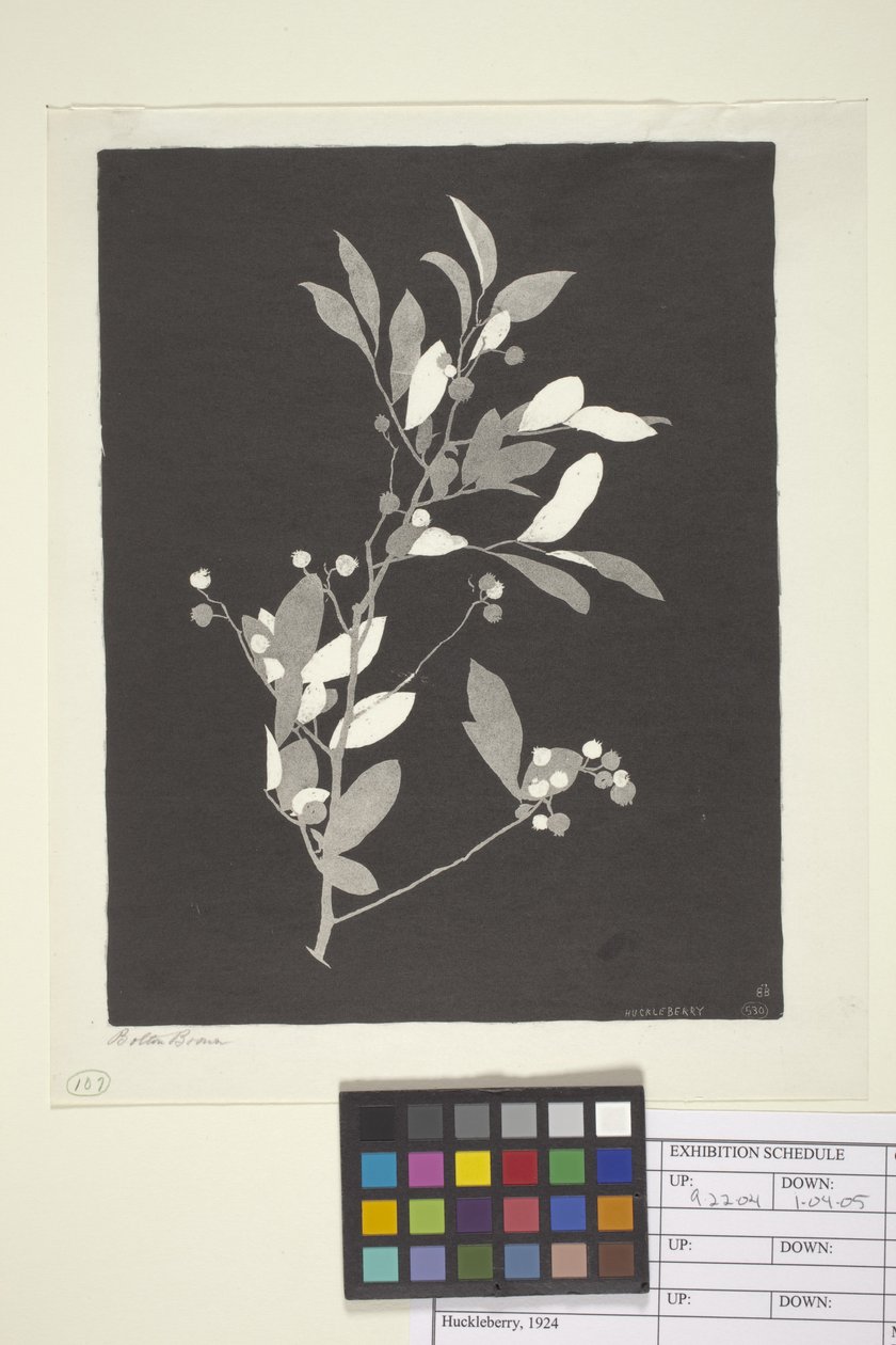 Myrtille - Bolton Coit Brown