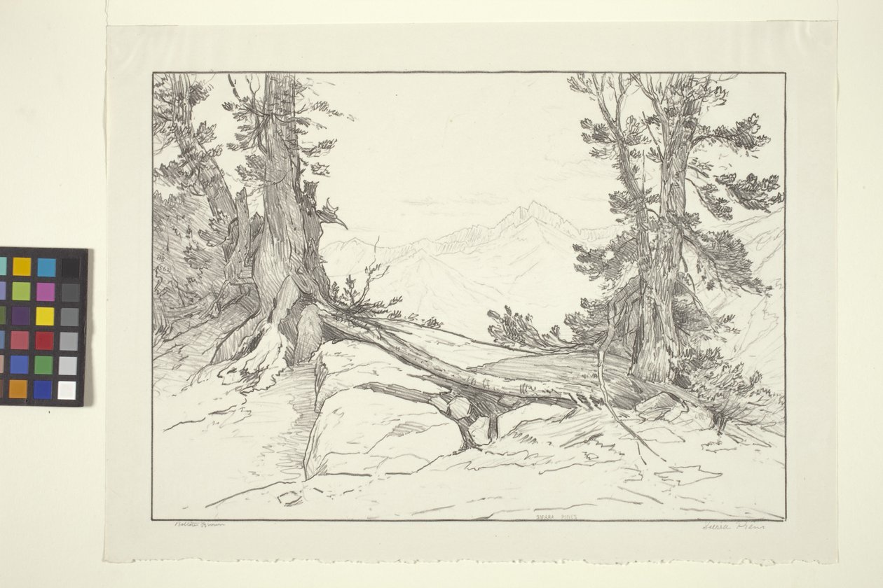 Pins de la Sierra - Bolton Coit Brown
