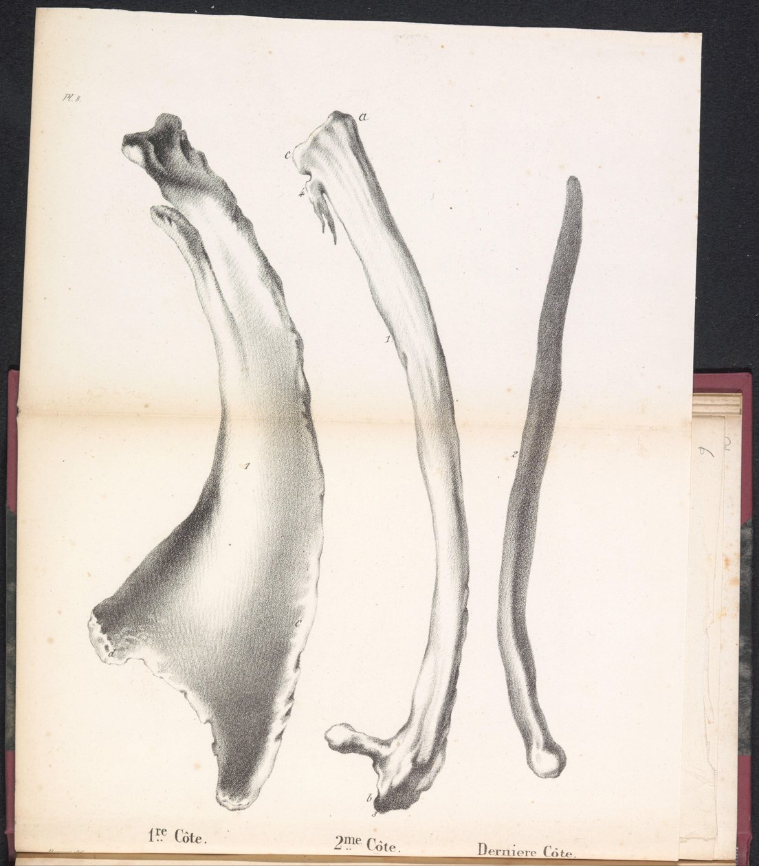 Trois côtes de la baleine, 1827 - Bossuet