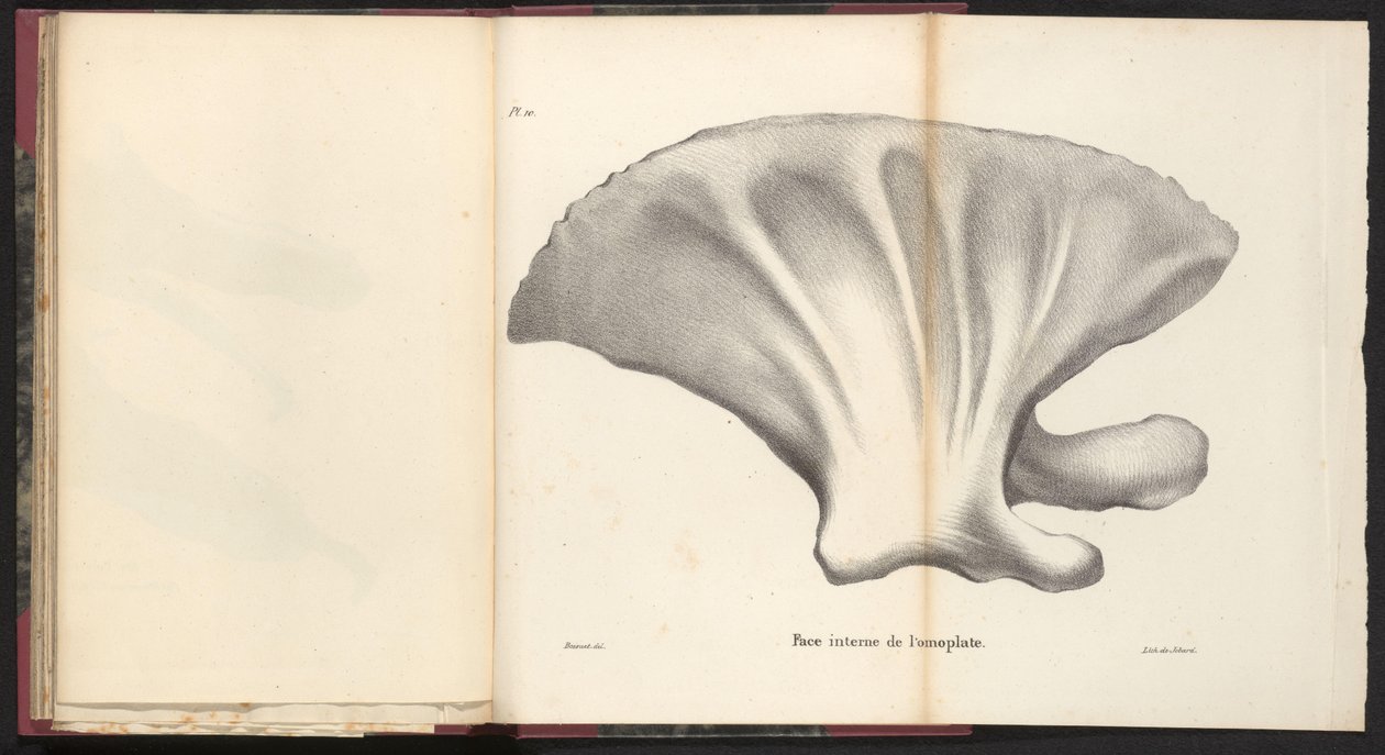 Omoplate de baleine, 1827 - Bossuet