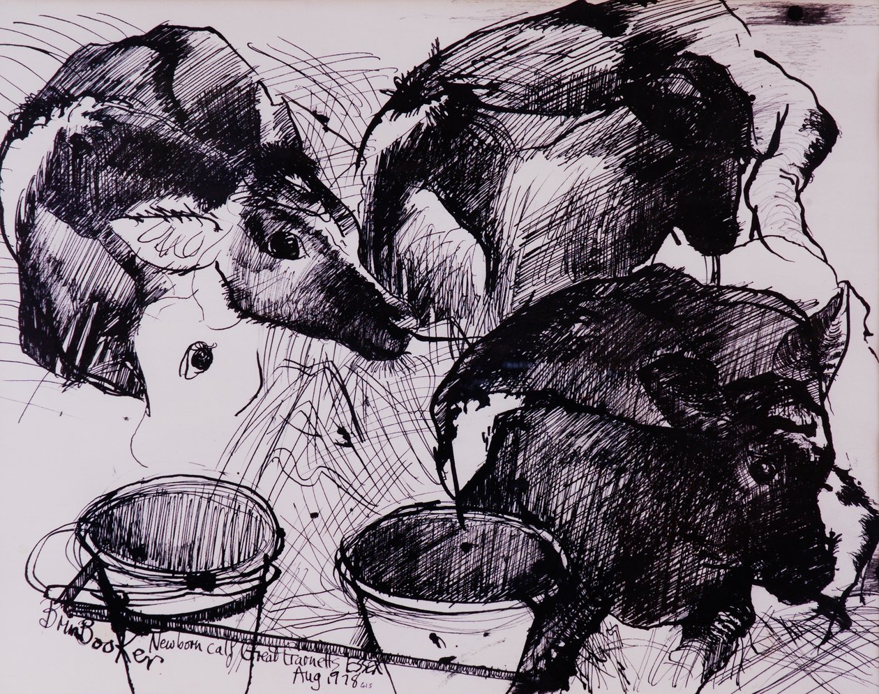 Veaux, humides, nouveau-nés, 1978 - Brenda Brin Booker