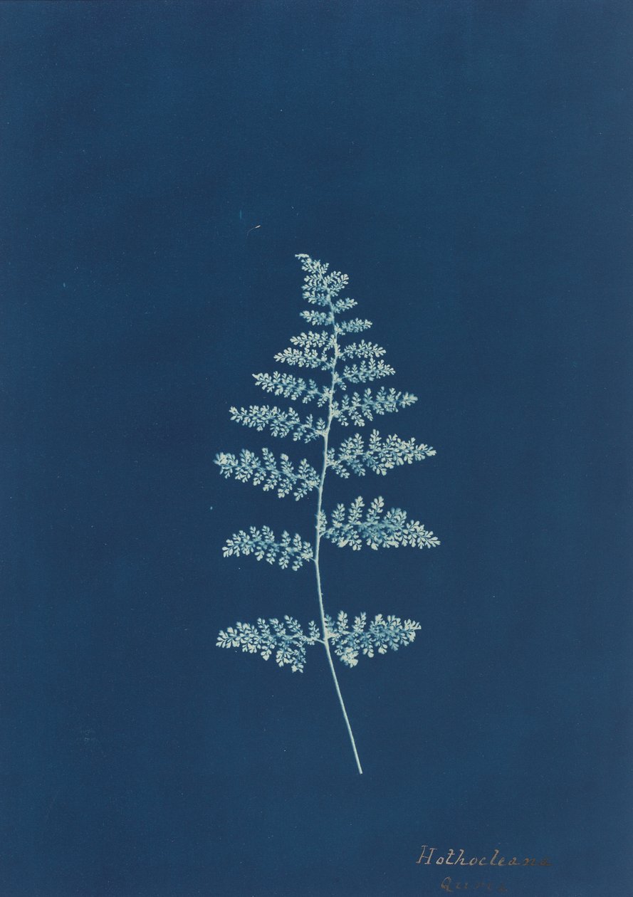 Hothocleana - British 19th Century