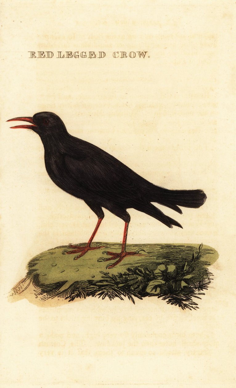 Chocard à bec rouge, Pyrrhocorax pyrrhocorax - British School