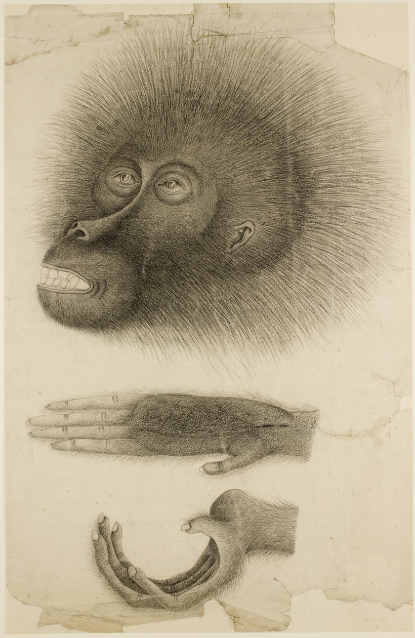 La tête et les mains d