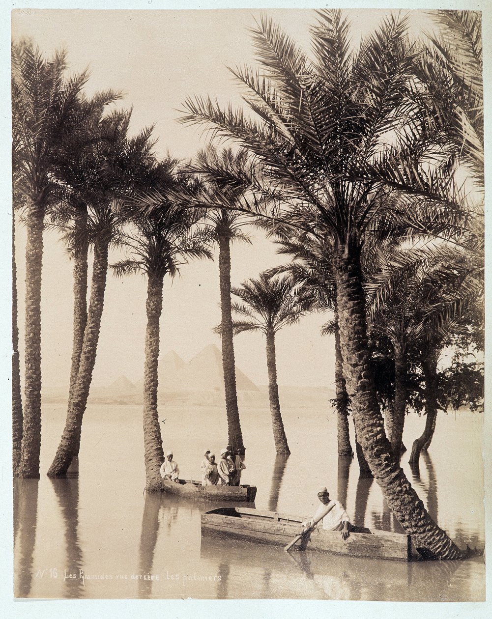Une palmeraie au pied des pyramides d