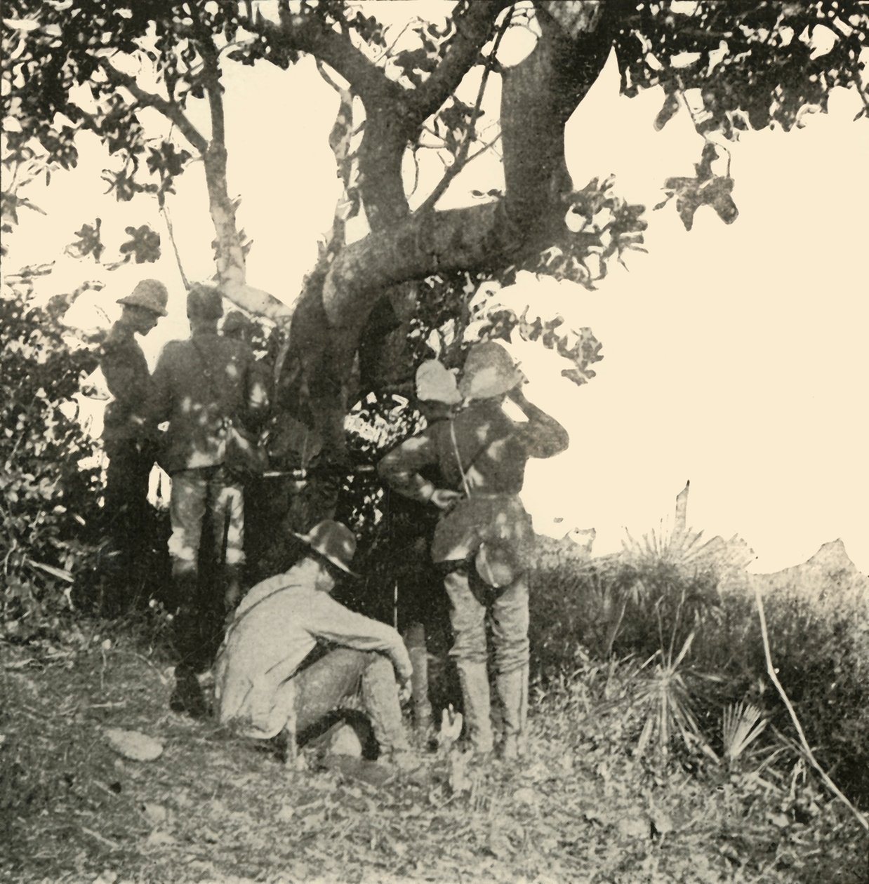 Arbre d