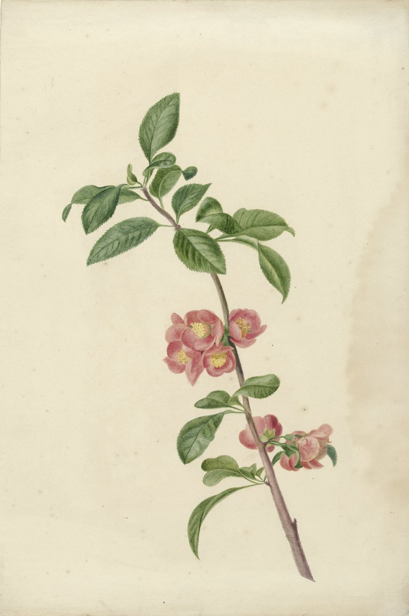 Branche de cerisier japonais en fleur - C.J. Kruimel