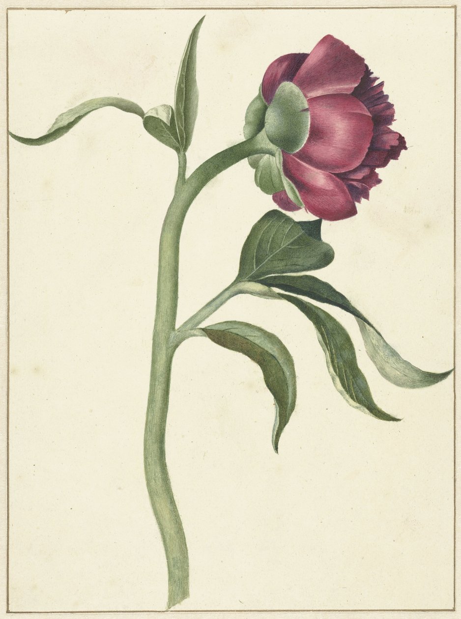 Fleur de pivoine - C.J. Kruimel