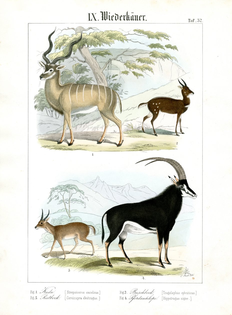 Antilopes africaines et asiatiques - C. Roth