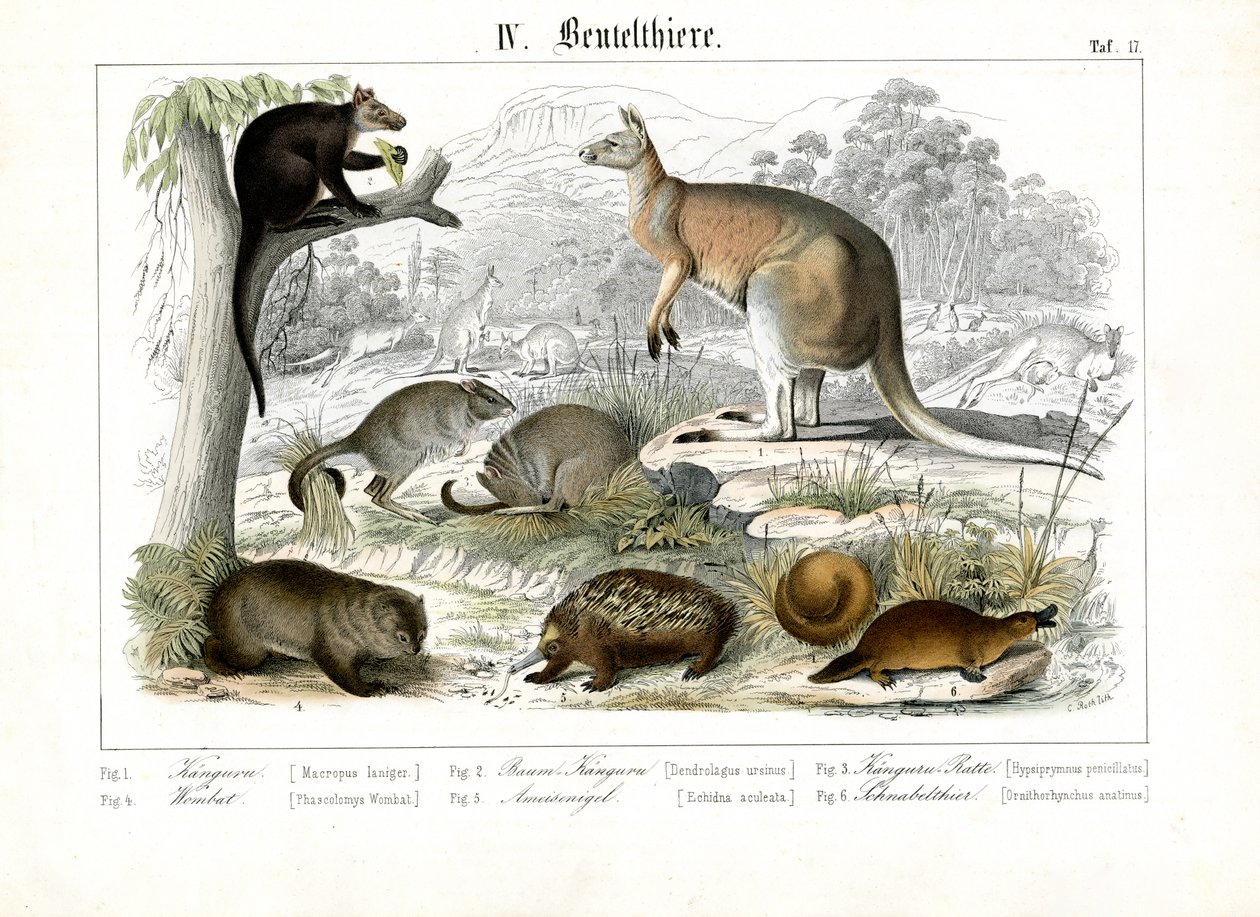 Marsupiaux et monotrèmes d