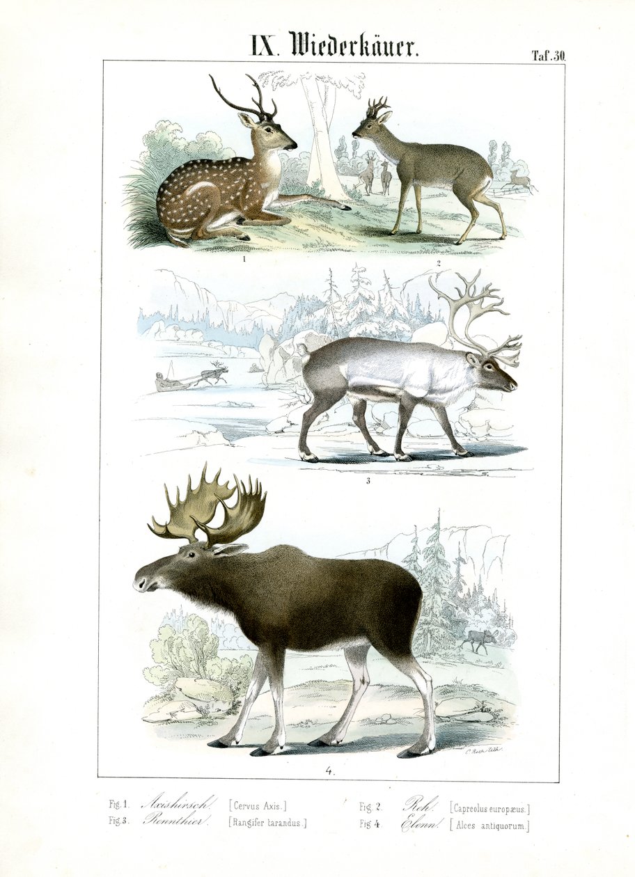 Espèces de cerfs dans divers habitats - C. Roth