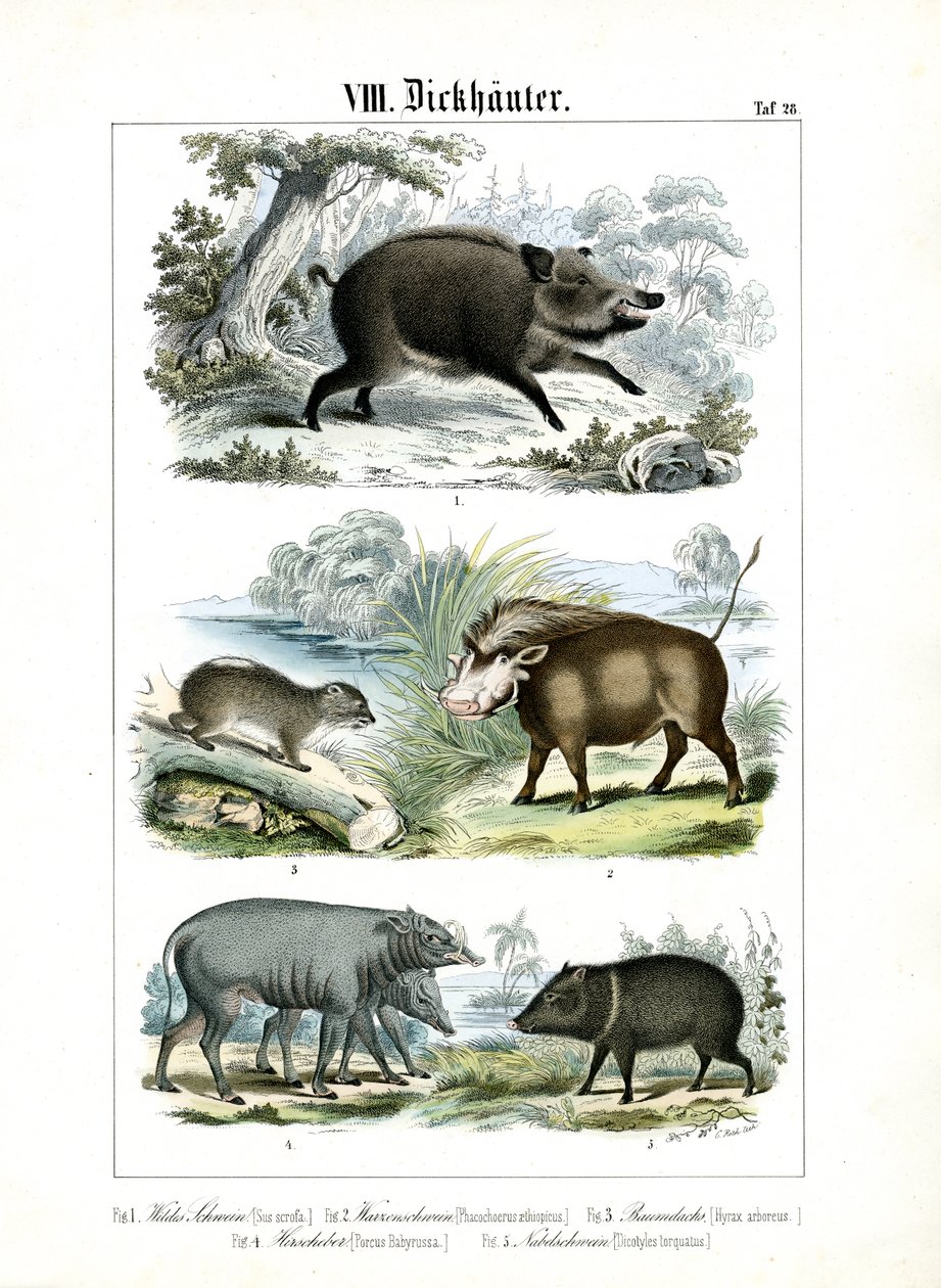 Cinq espèces de porcs et leurs parents - C. Roth