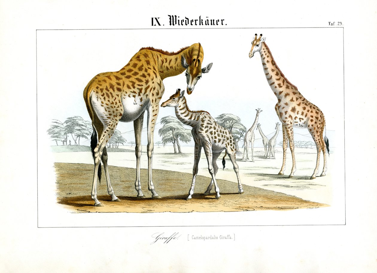 Les girafes dans la savane africaine - C. Roth