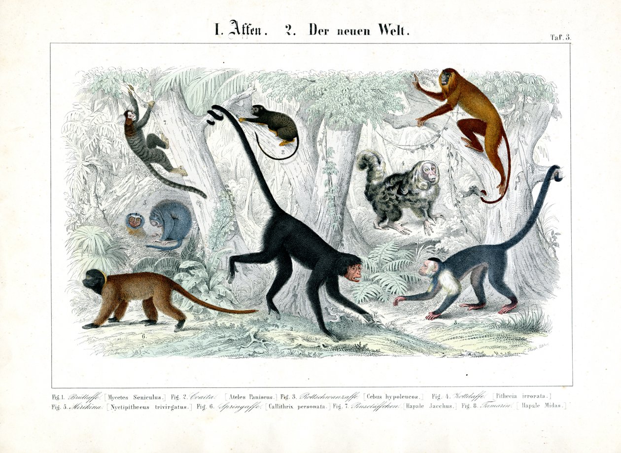 Les singes du nouveau monde - C. Roth