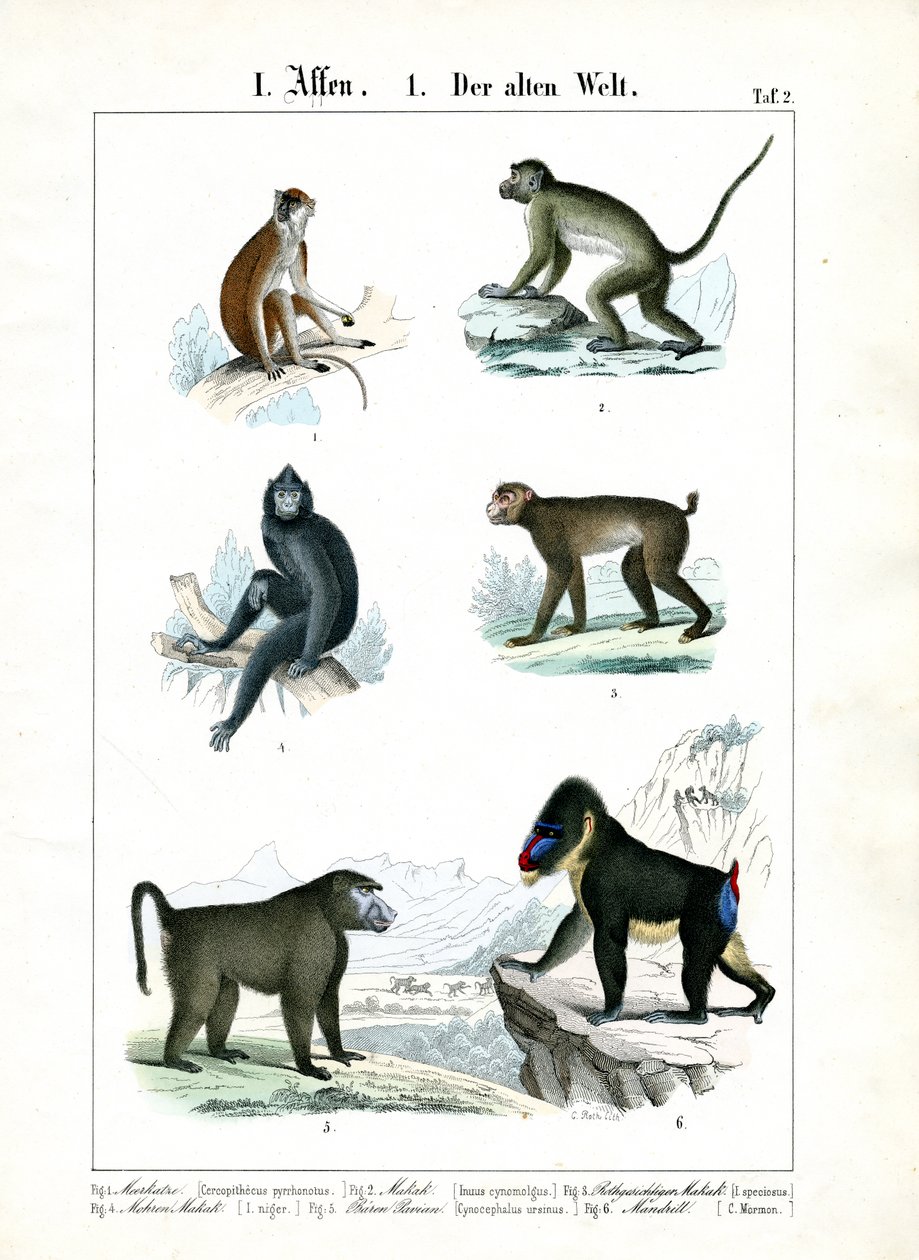 Autres espèces de singes de l