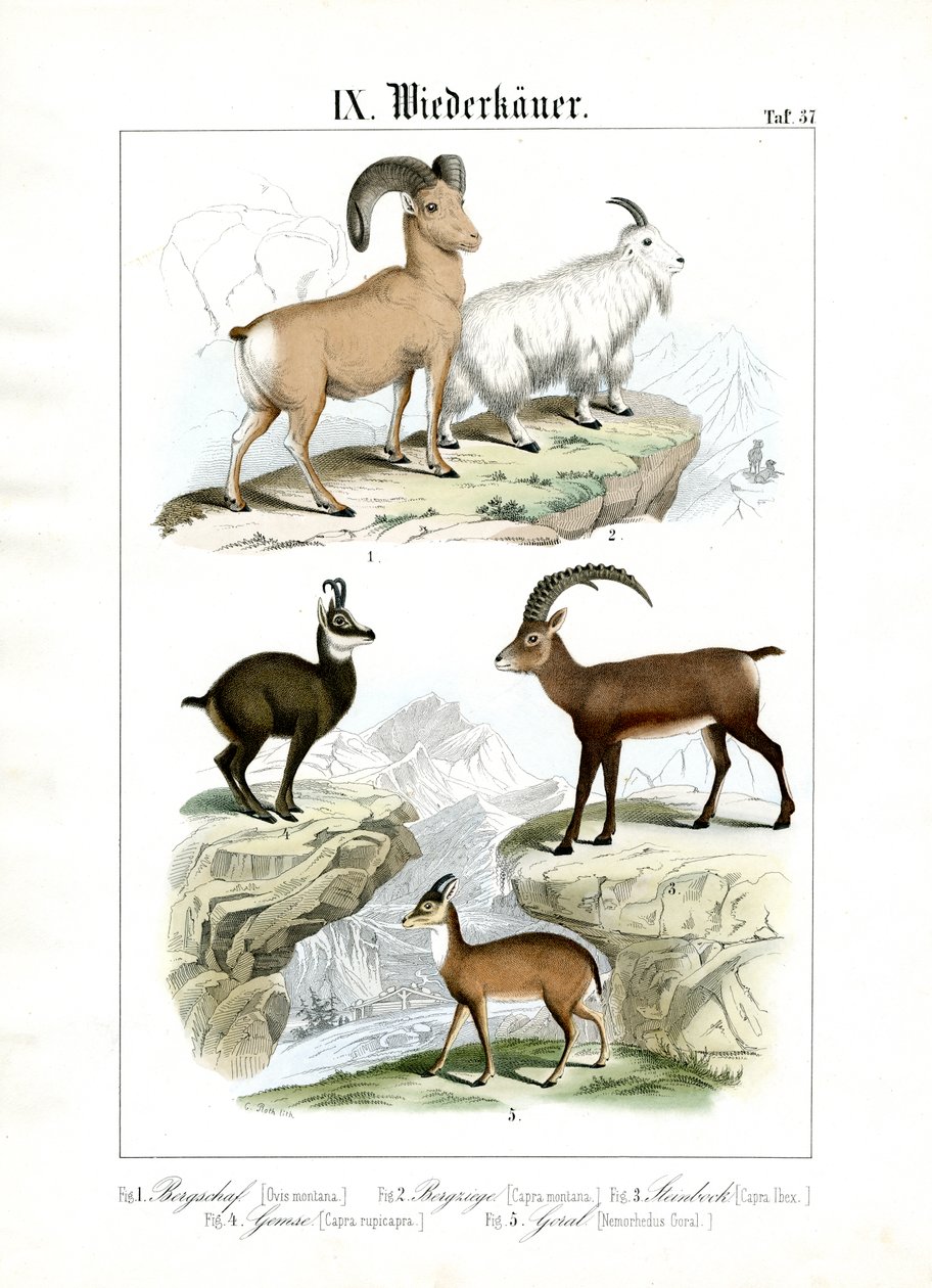 Ruminants de montagne - C. Roth