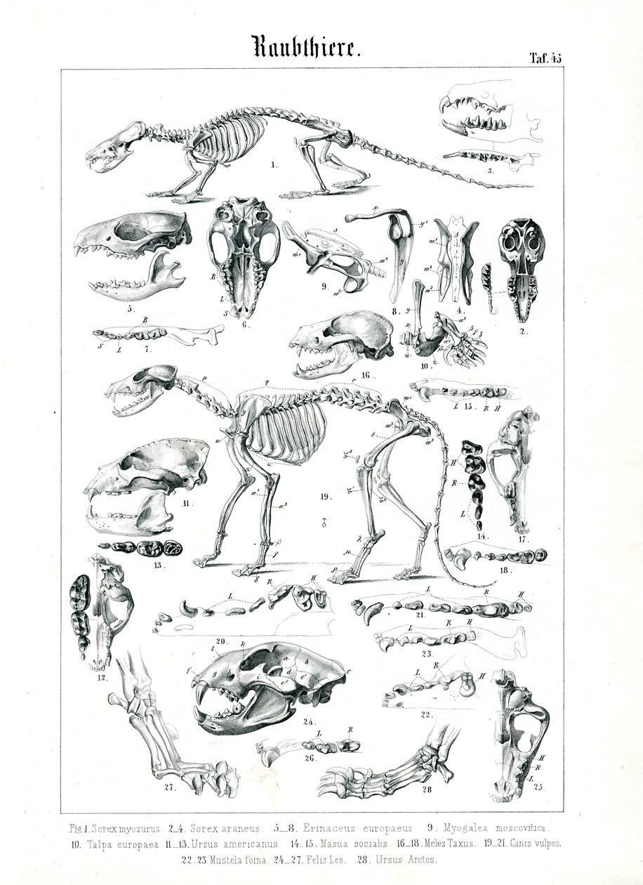 Squelettes et crânes de carnivores - C. Roth