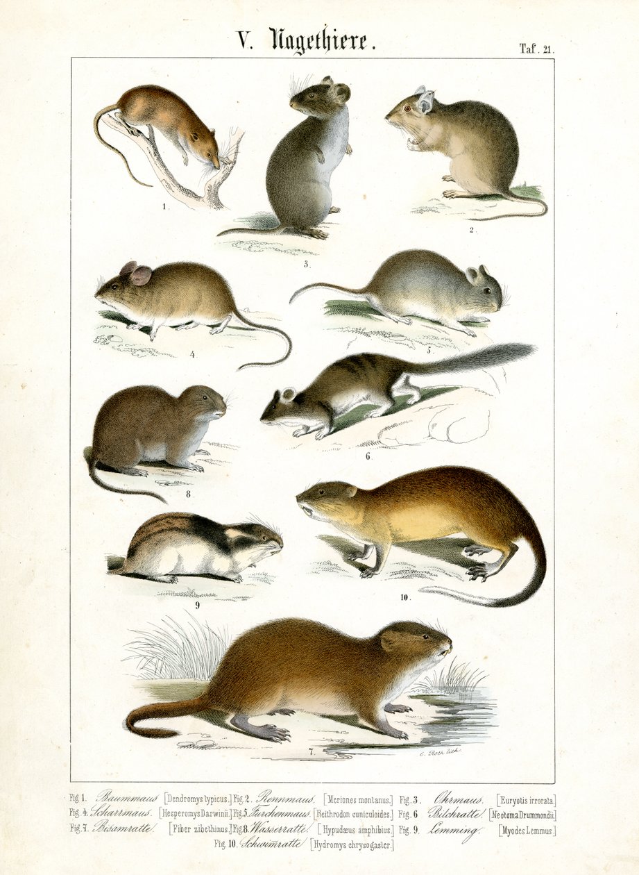 Diverses espèces de rongeurs - C. Roth