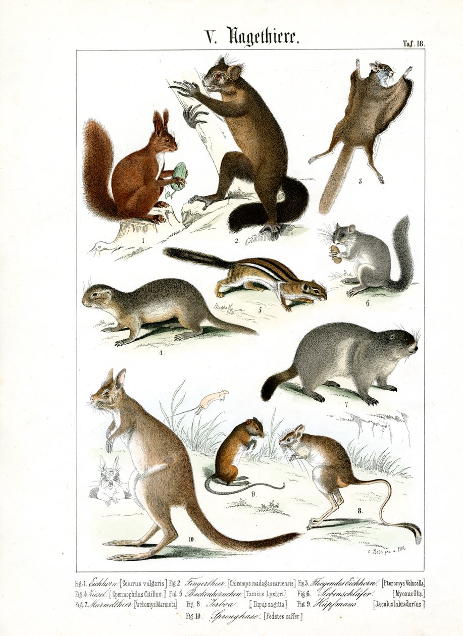 Diverses espèces de rongeurs d
