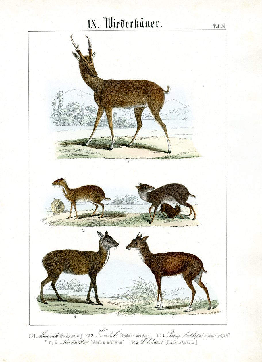 Divers petits ruminants d
