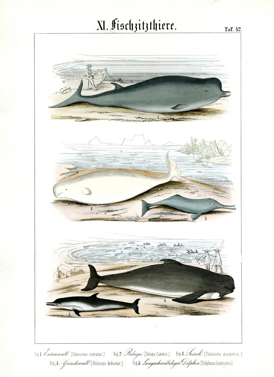 Baleines et dauphins dans leurs habitats marins - C. Roth