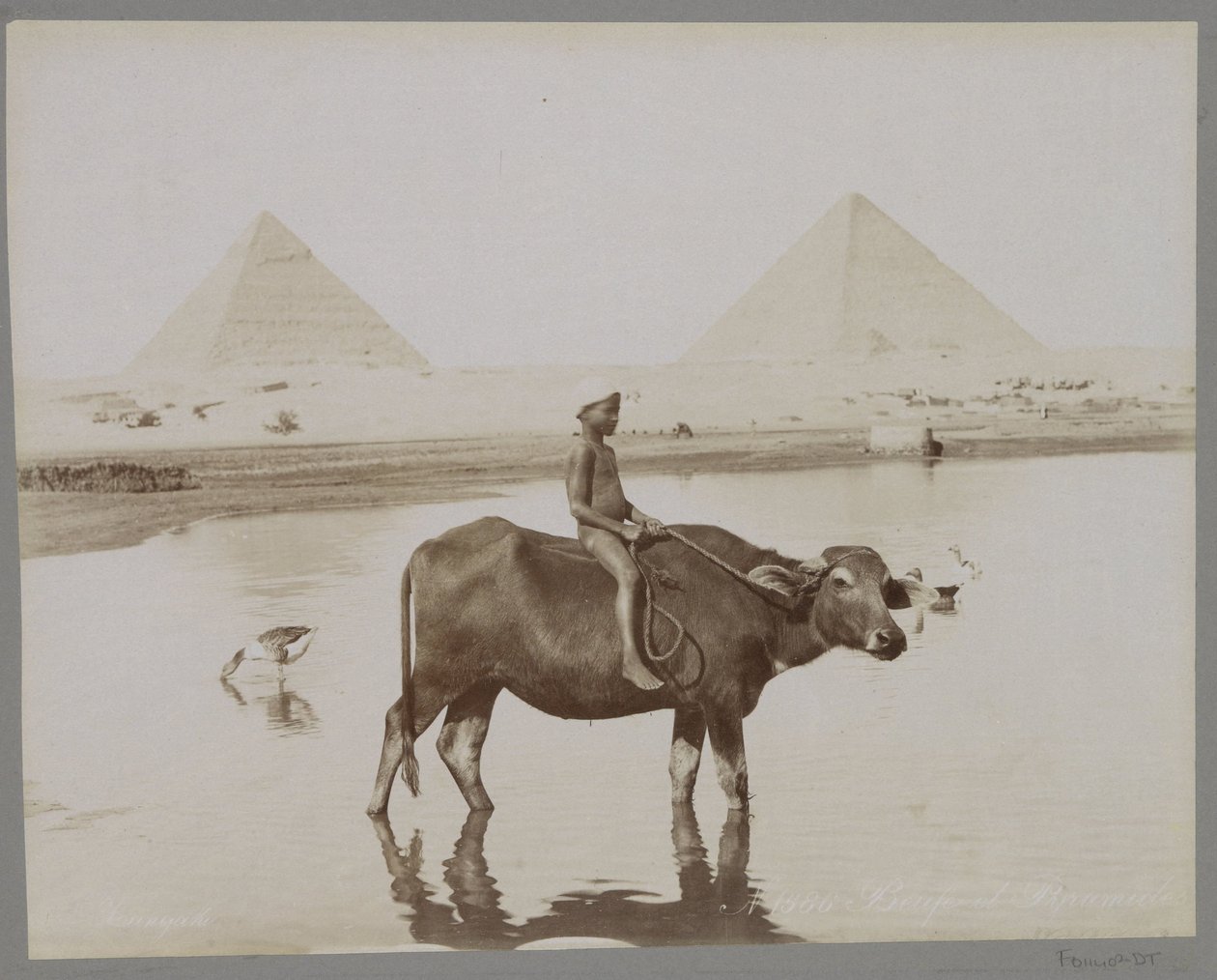Garçon sur un buffle avec deux pyramides en arrière-plan en Égypte - C. and G. Zangaki