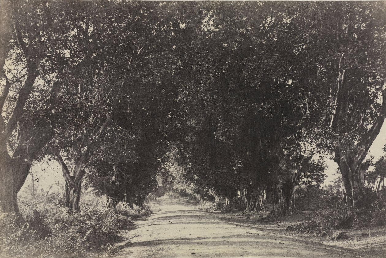Avenue des Banians, Seringham, Inde - Captain Linnaeus Tripe