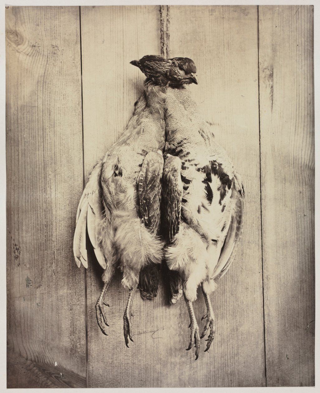Perdrix recto, vers 1861 - Captain N. Baily
