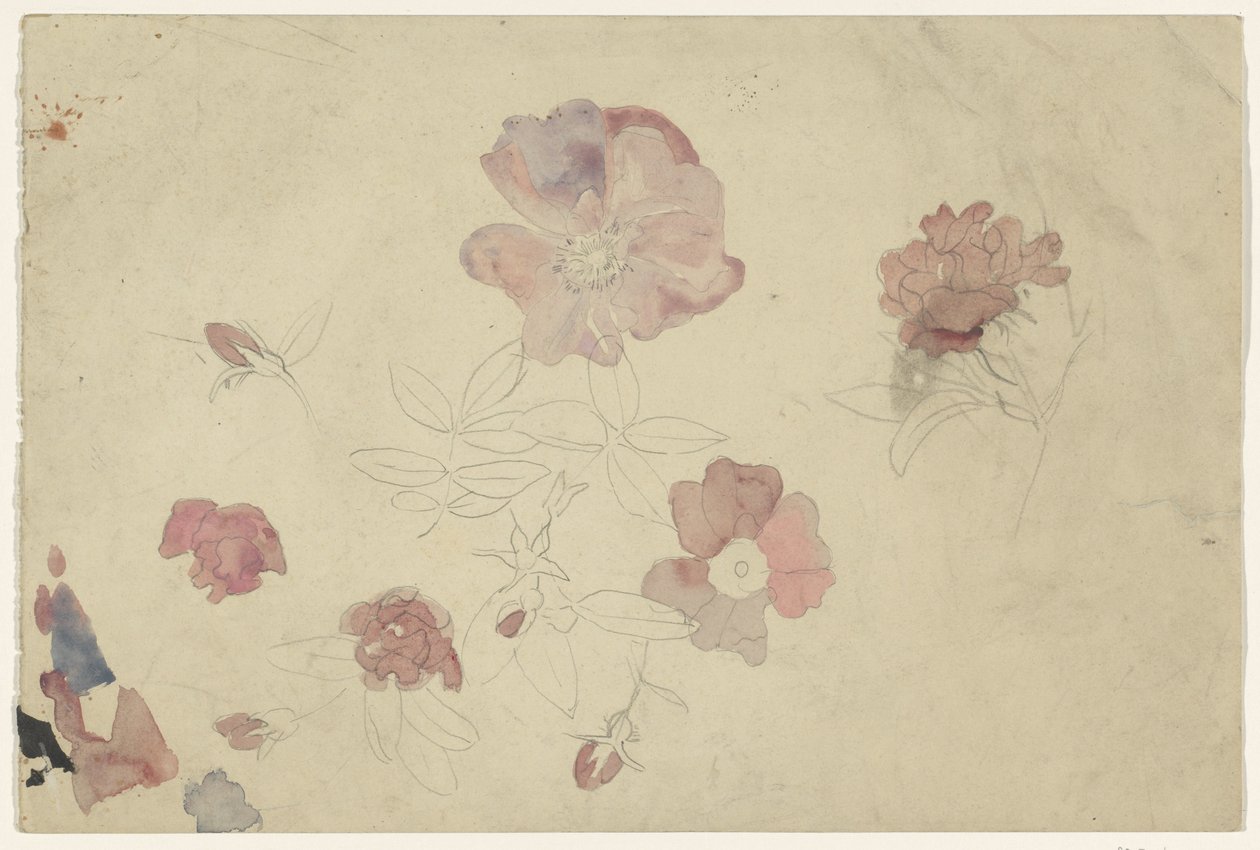 Études de fleurs en violet et rose - Carel Adolph Lion Cachet