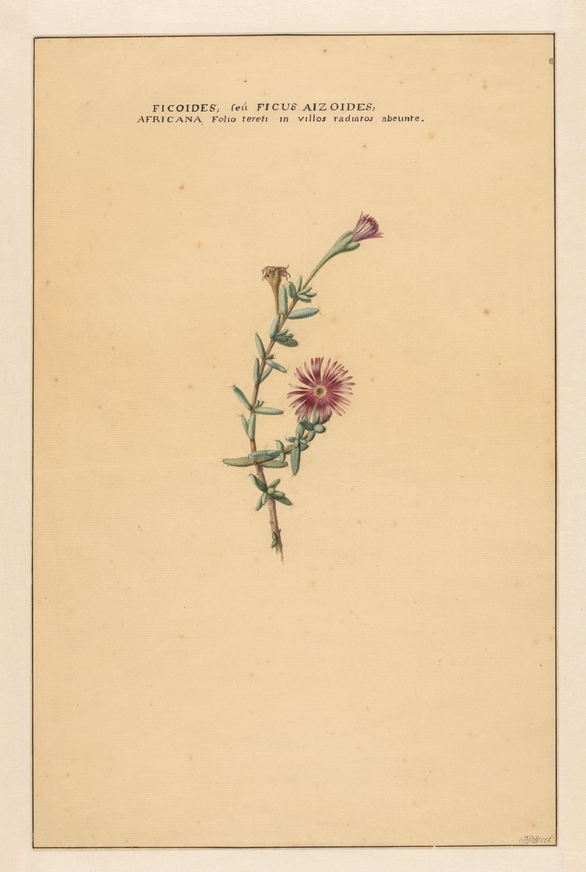 Ficus - Carel Borchaert Voet
